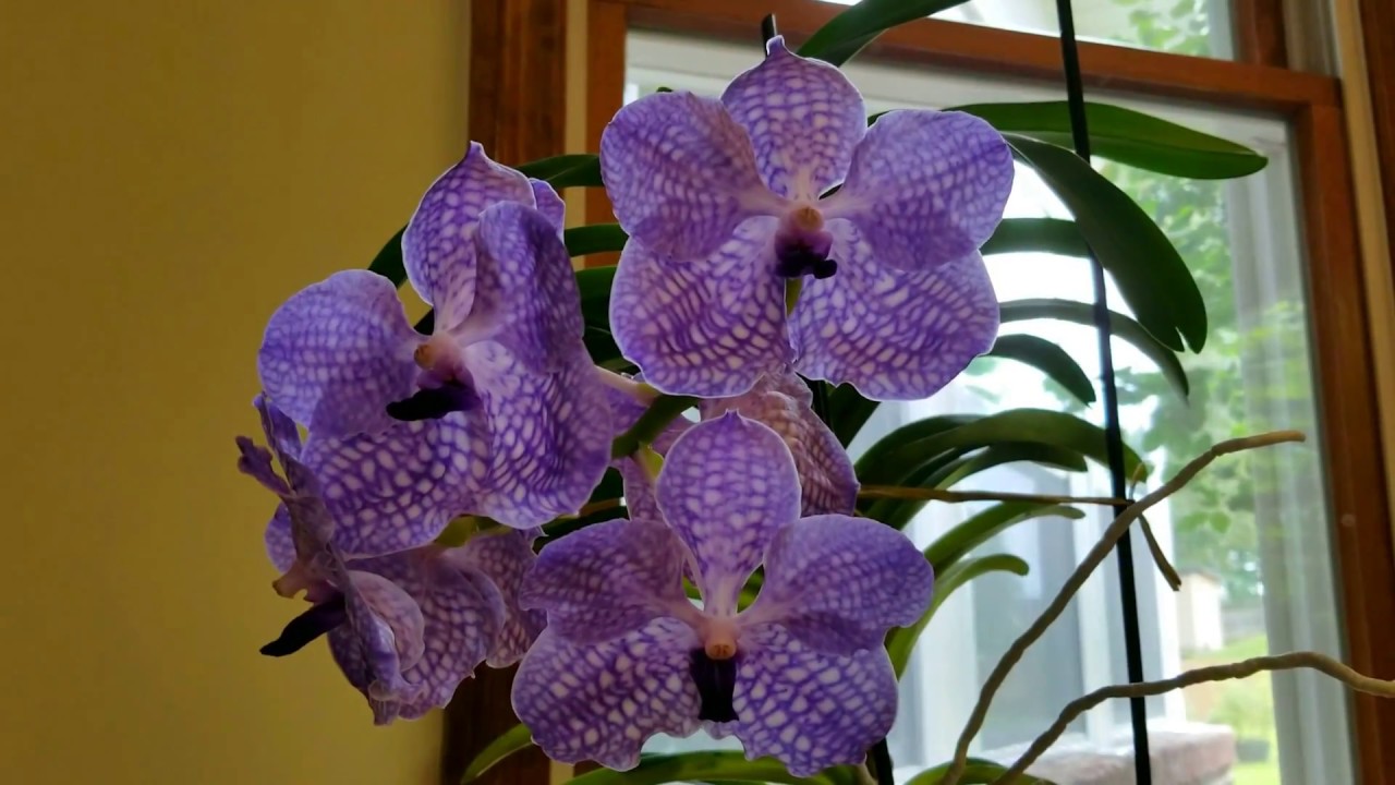 See how much and what type of Epsom salts and calcium I use on my orchids.