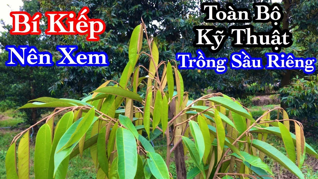 Chia Sẽ Toàn Bộ Kỹ Thuật Trồng Sầu Riêng - Video Đáng Xem Nhất Từ Trước Tới Nay | Thịnh Sầu Riêng