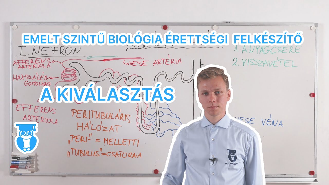 Kiválasztás - A vese működése - Biológia érettségi