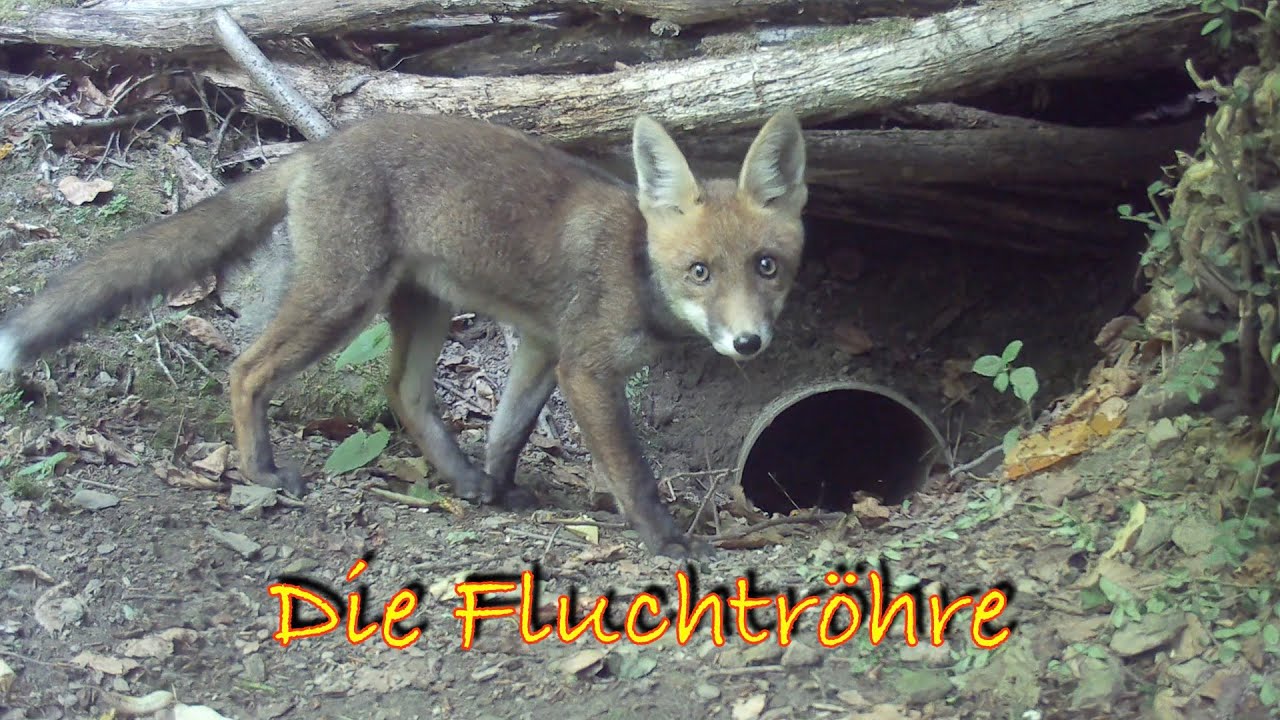 Die Fluchtröhre