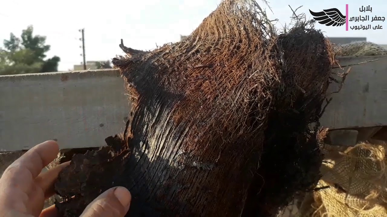 ح( ١)موسم التزاوج وختيار الطيور والاعشاش المناسبه شرح مفصل