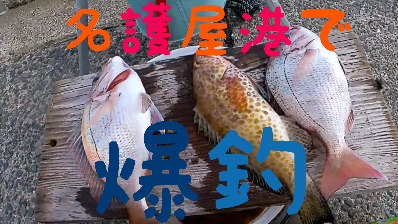 名護屋港いってみたら真鯛がつれた　その2