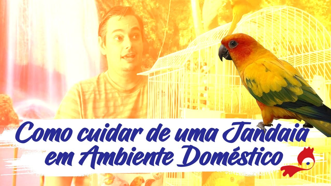 UNIVERSO DO CURIÓ E CIA - COMO CUIDAR DE UMA JANDAIA-VERDADEIRA EM AMBIENTE DOMÉSTICO