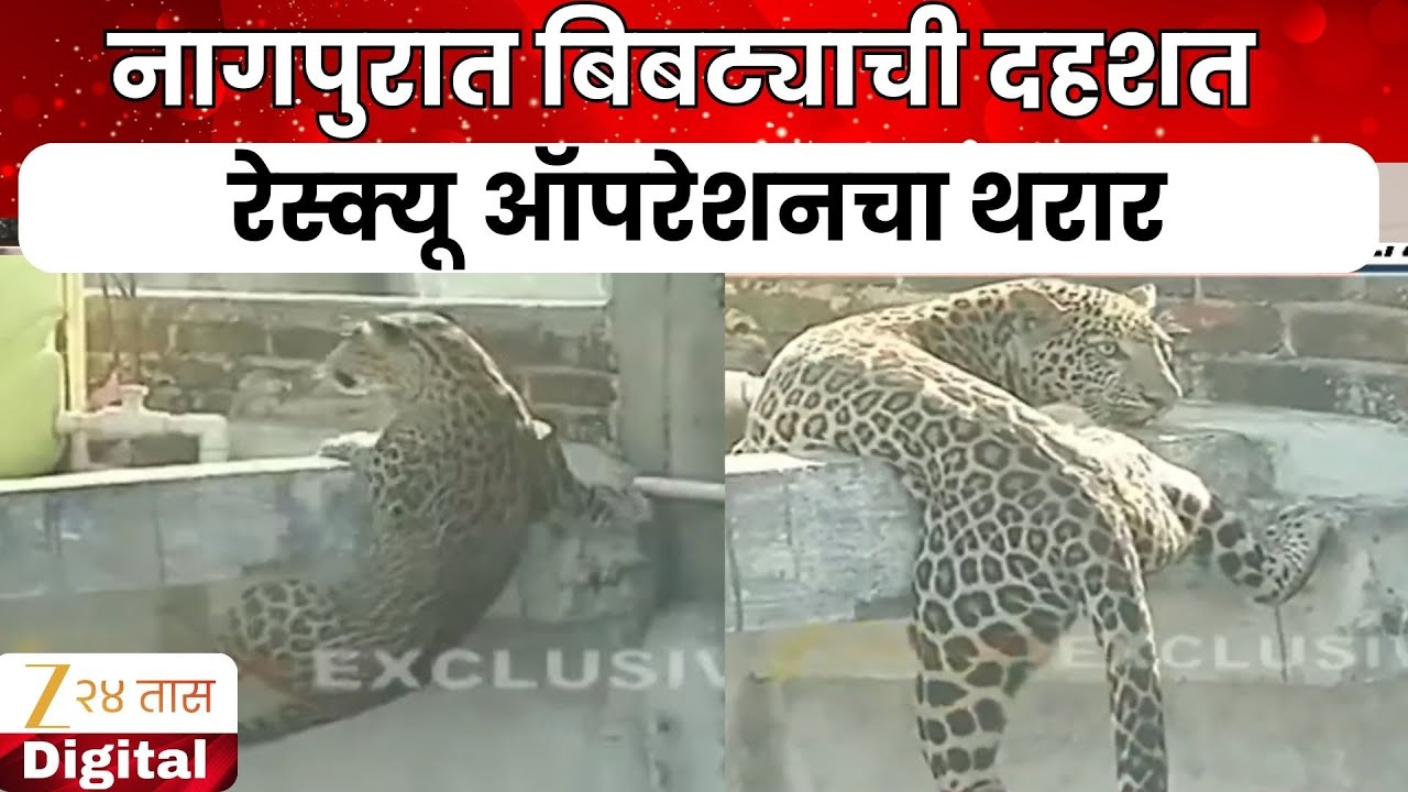 Nagpur Leopard Rescu Opration EXCLUSIVE |  नागपुरात बिबट्याच्या रेस्क्यू ऑपरेशनचा थरार | zee 24 Taas