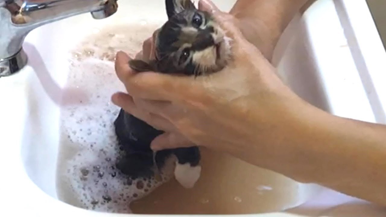 【Трагично】 Ванна котенка, полная блох. Ямато VLOG # 23