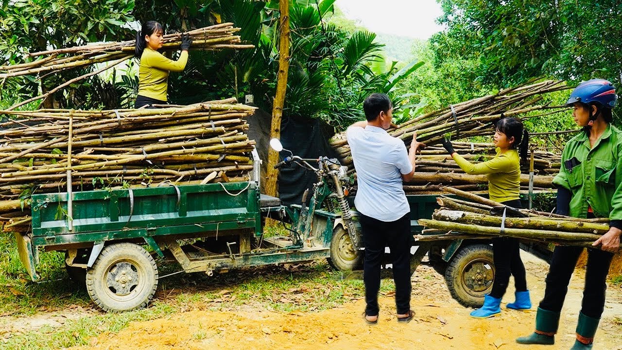 Single Mother: Using A 3-Wheeled Vehicle To Log In The Forest - Selling Wood To People | Ban An Farm