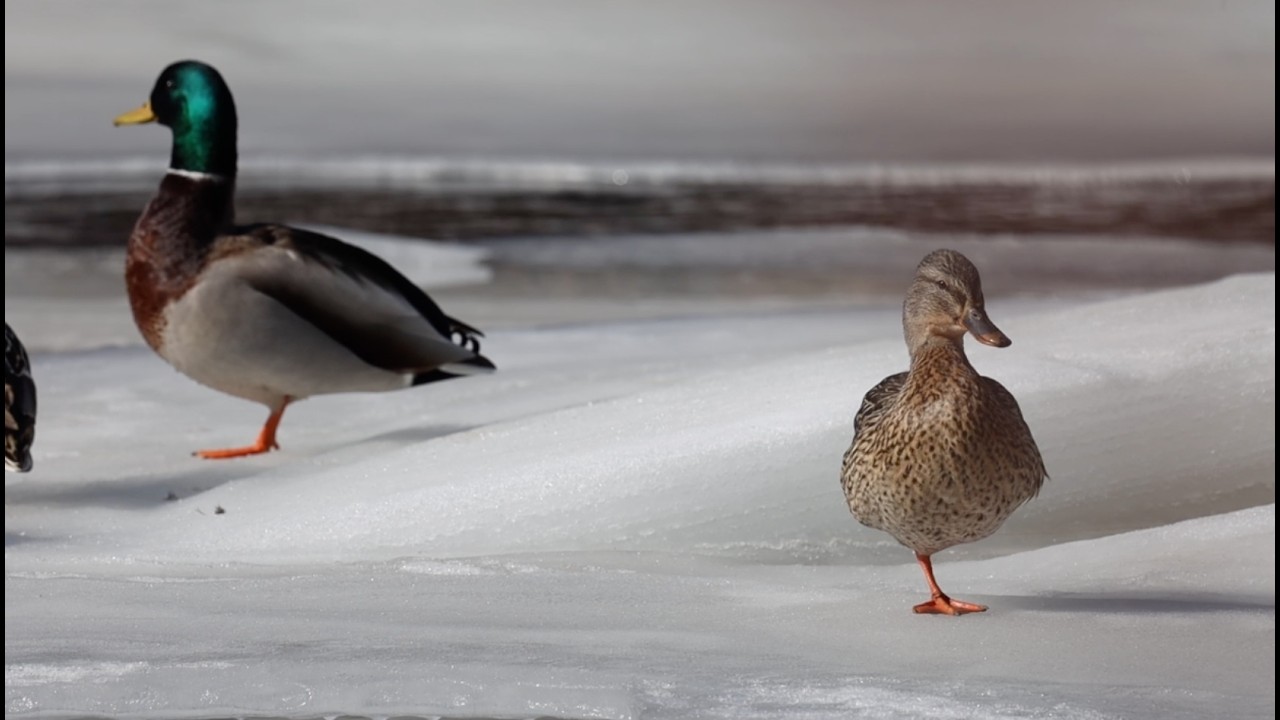 Sérénité Hivernale