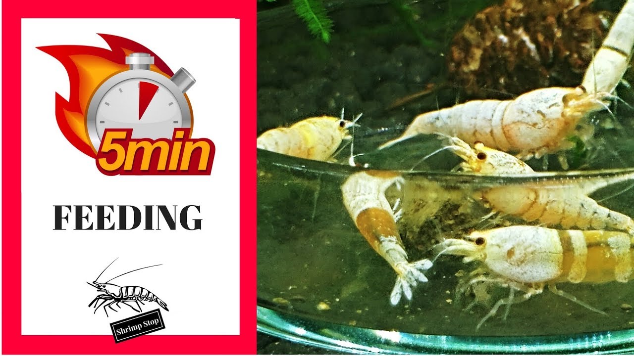 Shrimp Food #5 Minute Feeding : Shrimp King Protein