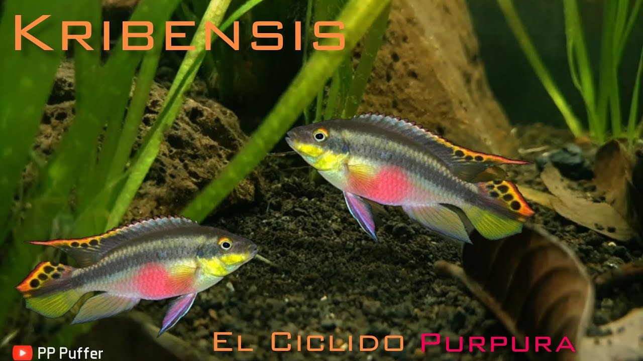 Todo lo que debes saber del KRIBENSIS
