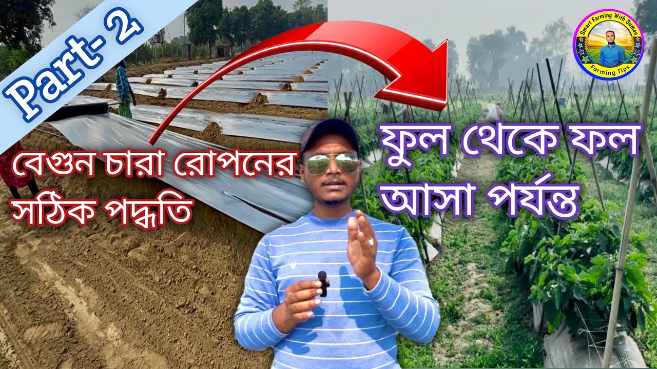 বেগুন চাষে নতুনরা এই মারাত্মক ভুল করে।এই ট্রিক জানলে বেগুনে ফল থামবে না!
