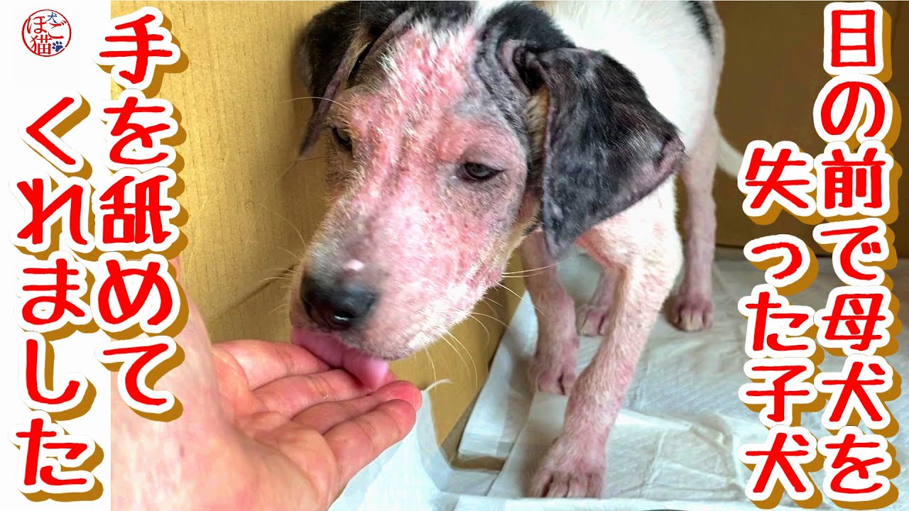【子犬　保護犬　子猫】　目の前で母犬を失ったボロボロの子犬　手を舐めてくれました