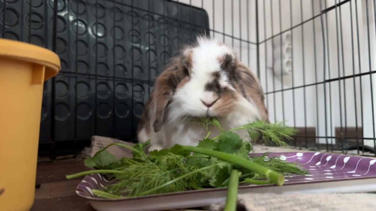 The rabbit is eating