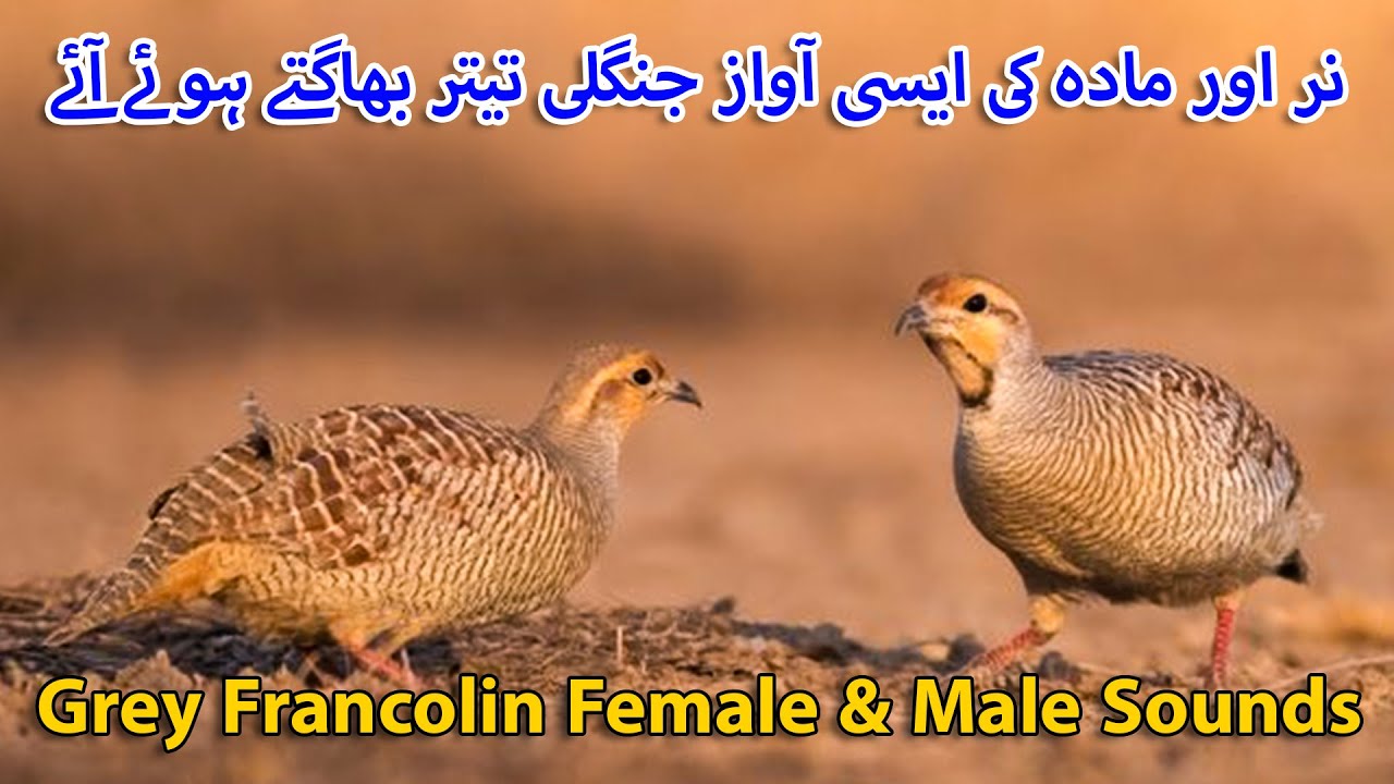 Teetar Pair Sounds | Female Grey Francolin Sounds | Grey Partridge Pair Calling Jungle Voice