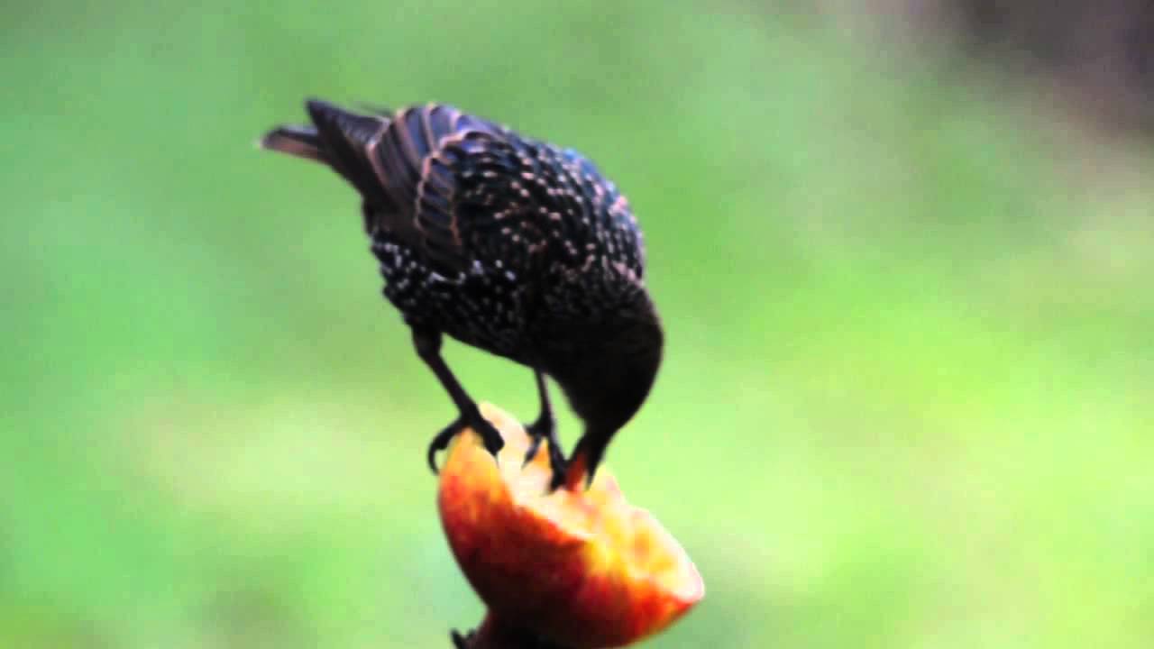 The Starling