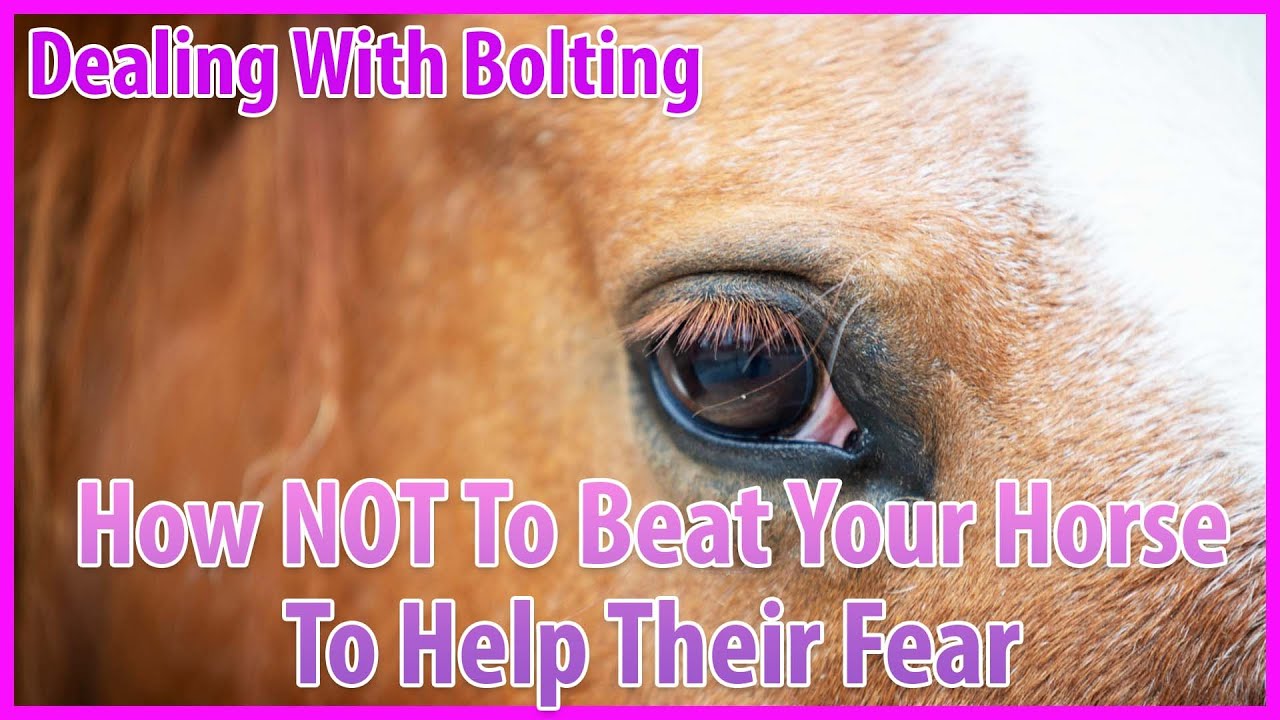 How To Deal With A Horse Bolting While Riding