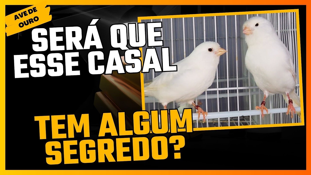 ESSE CASAL DE PÁSSAROS ATRAVESSOU O BRASIL!!!