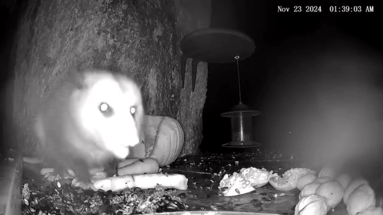 Backyard Opossums in Ohio | Peaceful Night Wildlife