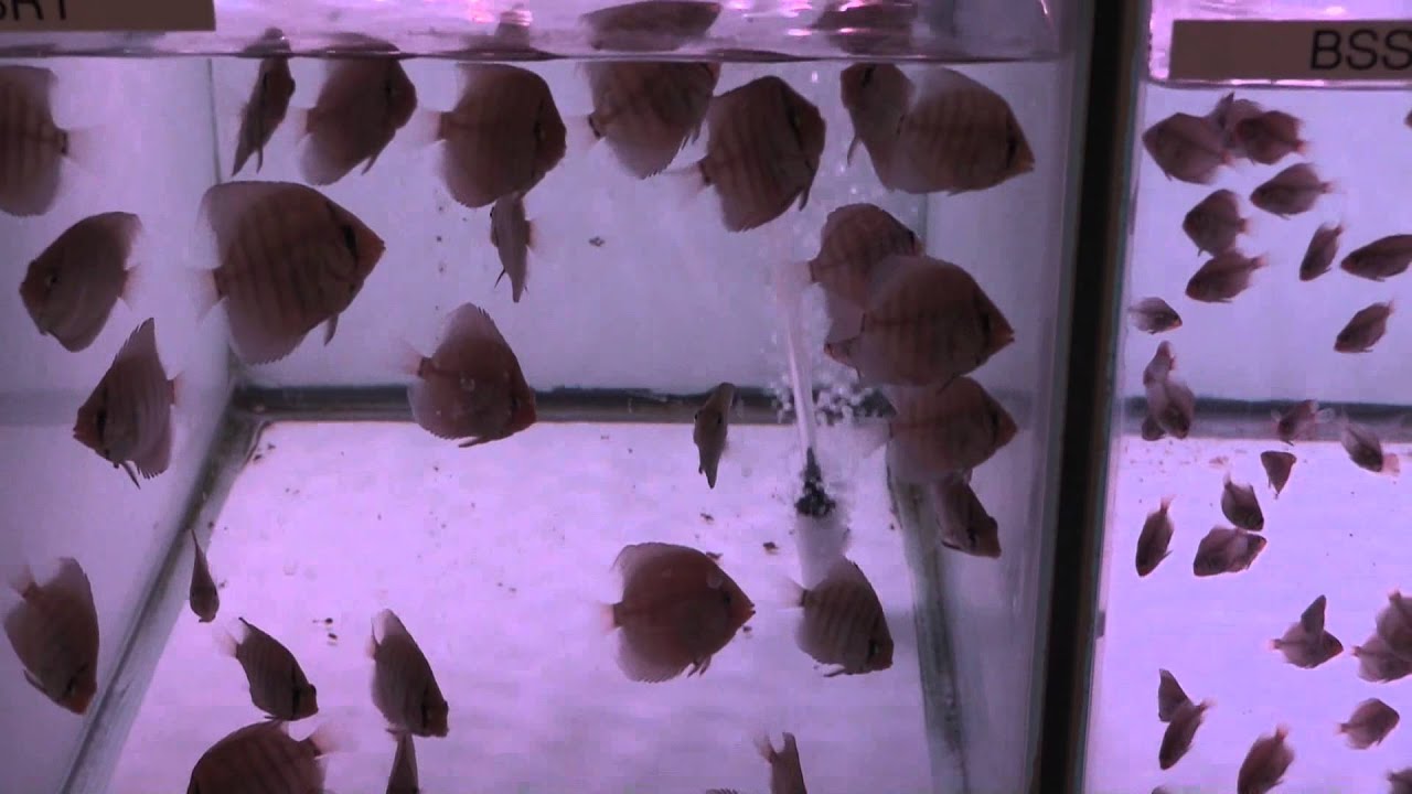 Discus Grow Out tanks