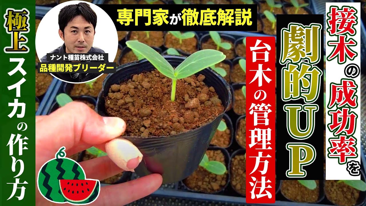 【極上スイカ栽培】接木の準備 #03（専門家が教える台木管理の秘訣）｜接木の成功率が劇的にUP！！
