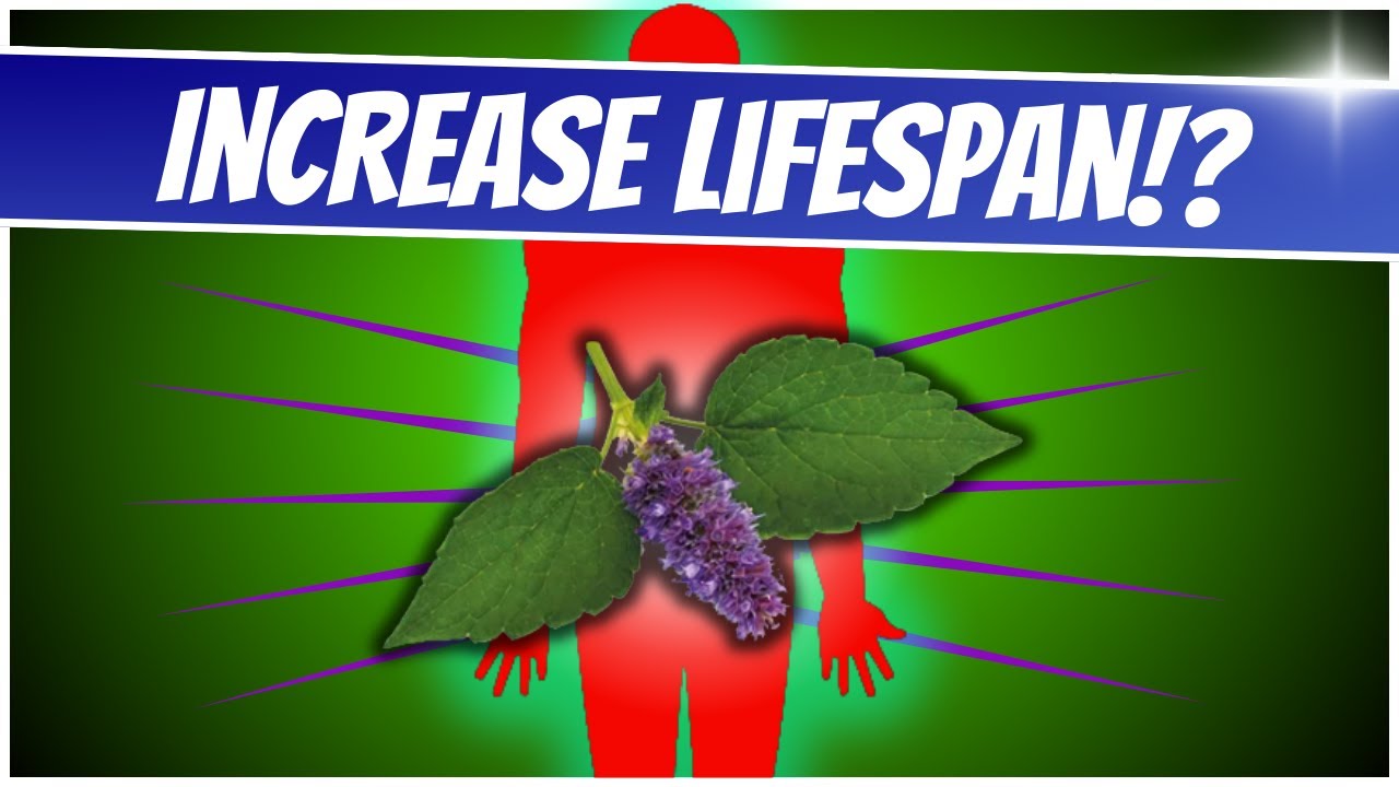 This herb could be a new lifesaver | Anise Hyssop Benefits.