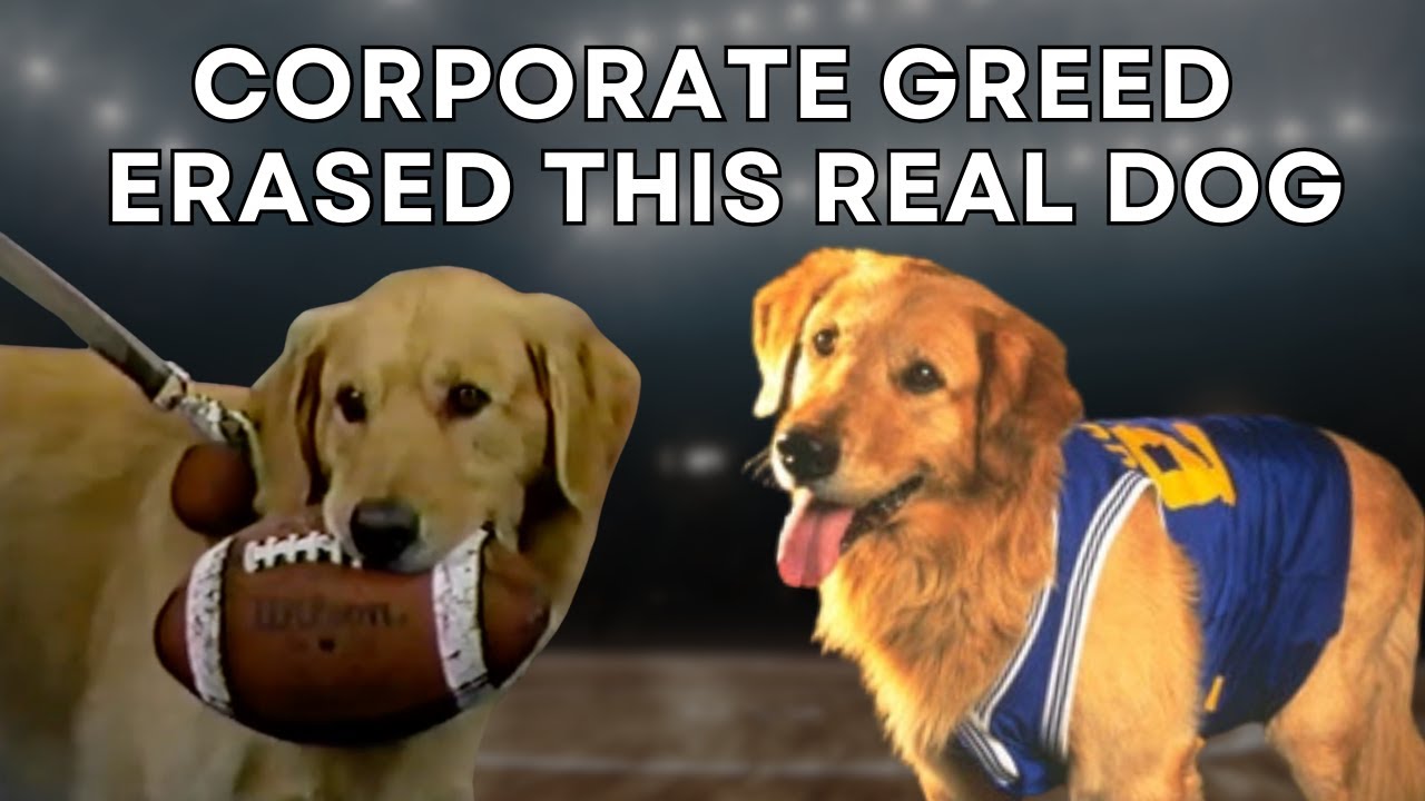 Disney Erased Air Bud and Left His Owner Homeless.