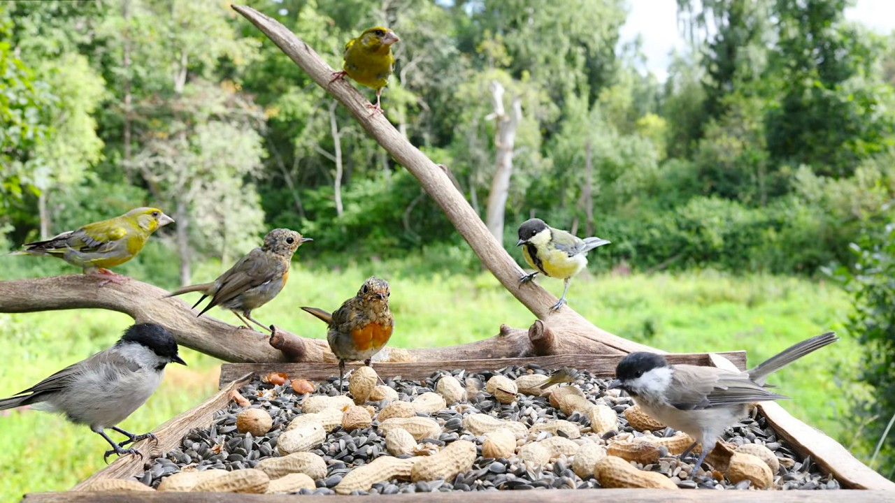 🔴 Forest Bird Feeder | Relaxing Nature Sounds from the Forest [ 2026/8/8 ]
