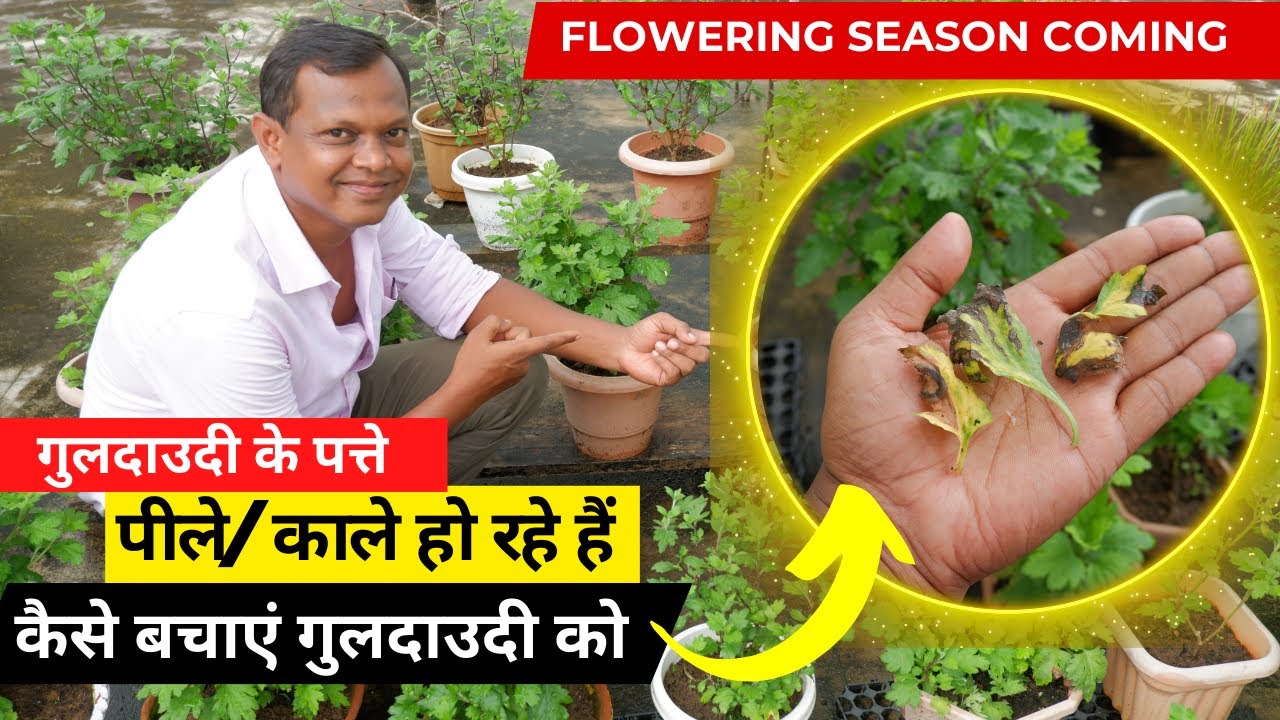 गुलदाउदी के पत्ते क्यों पीला/ भूरा हो रहा है? कारण और उपाय | Chrysanthemum leaves turning yellow