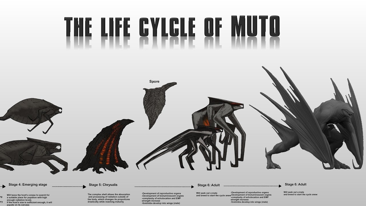 MUTOs Life Cycle Explained
