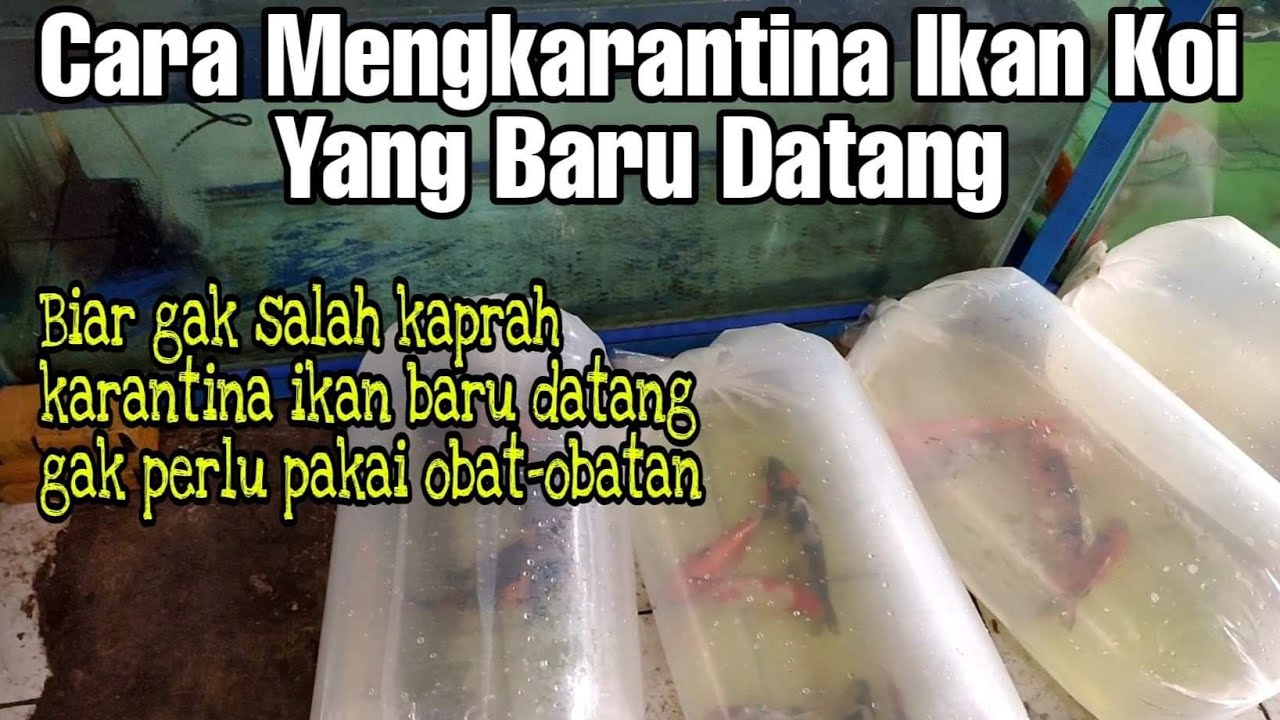 Cara Karantina Ikan Koi Yang Baru Datang, Dijabarkan Secara Lengkap dan Detail