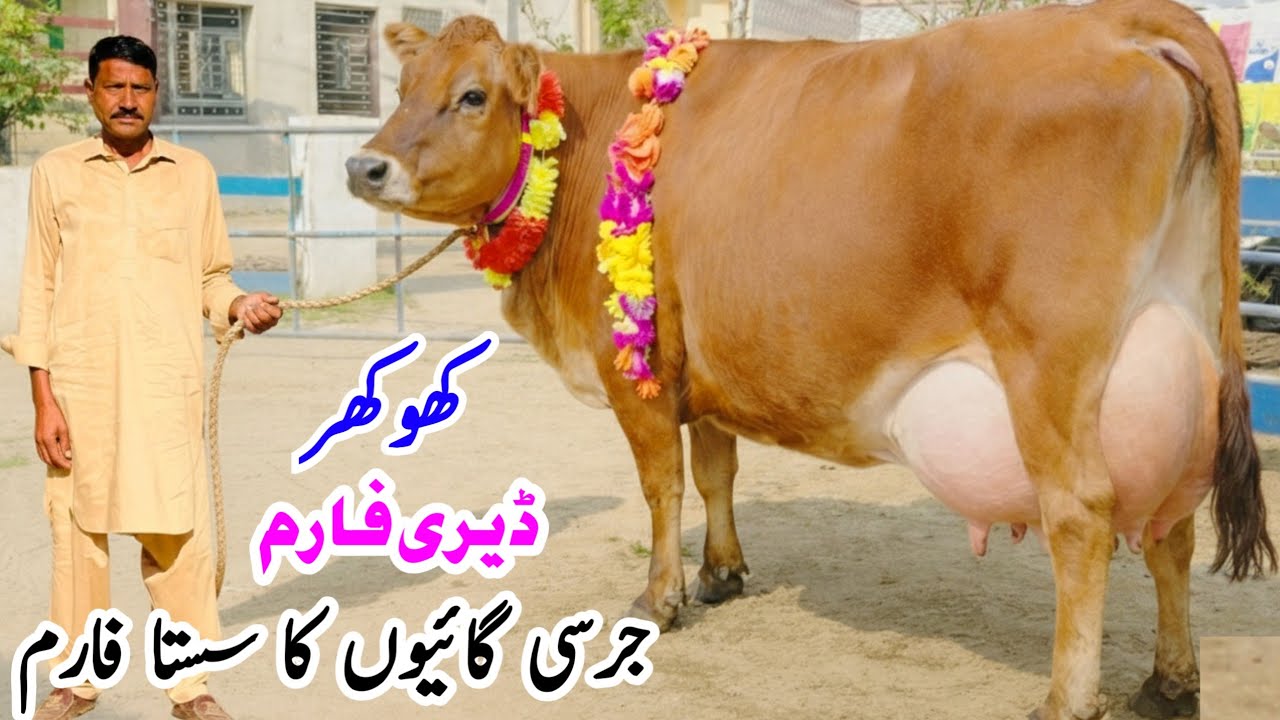 Khokher Dairy Farm | Jersey Cow and Friesian Cross Cows for sale In Punjab Pakistan | PK JANWAR mand