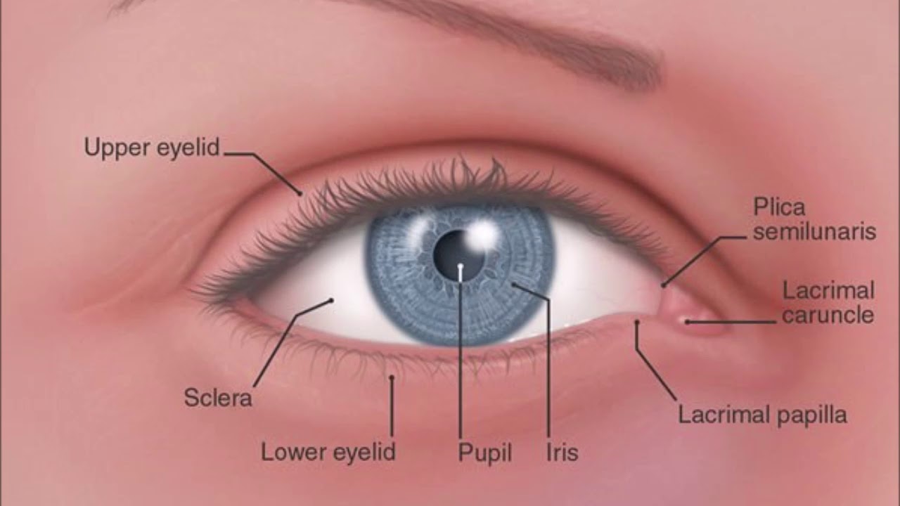 conjunctiva 1