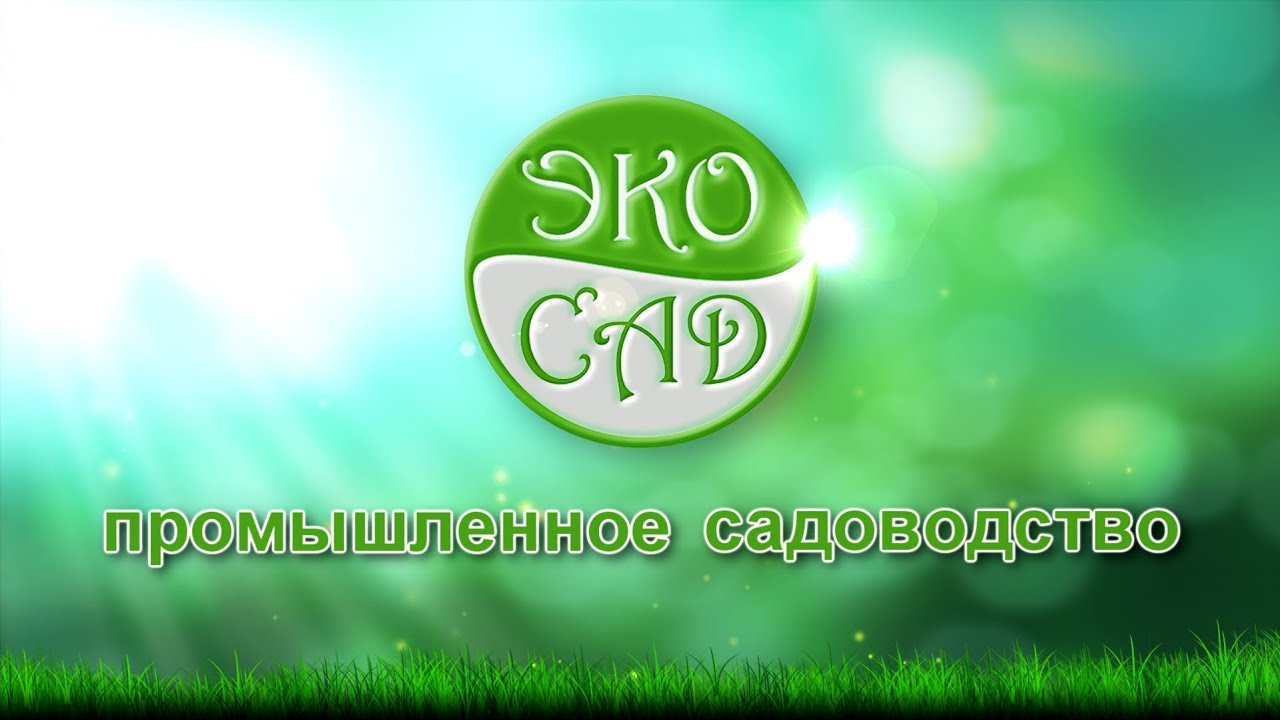 Грецкий орех (часть1)