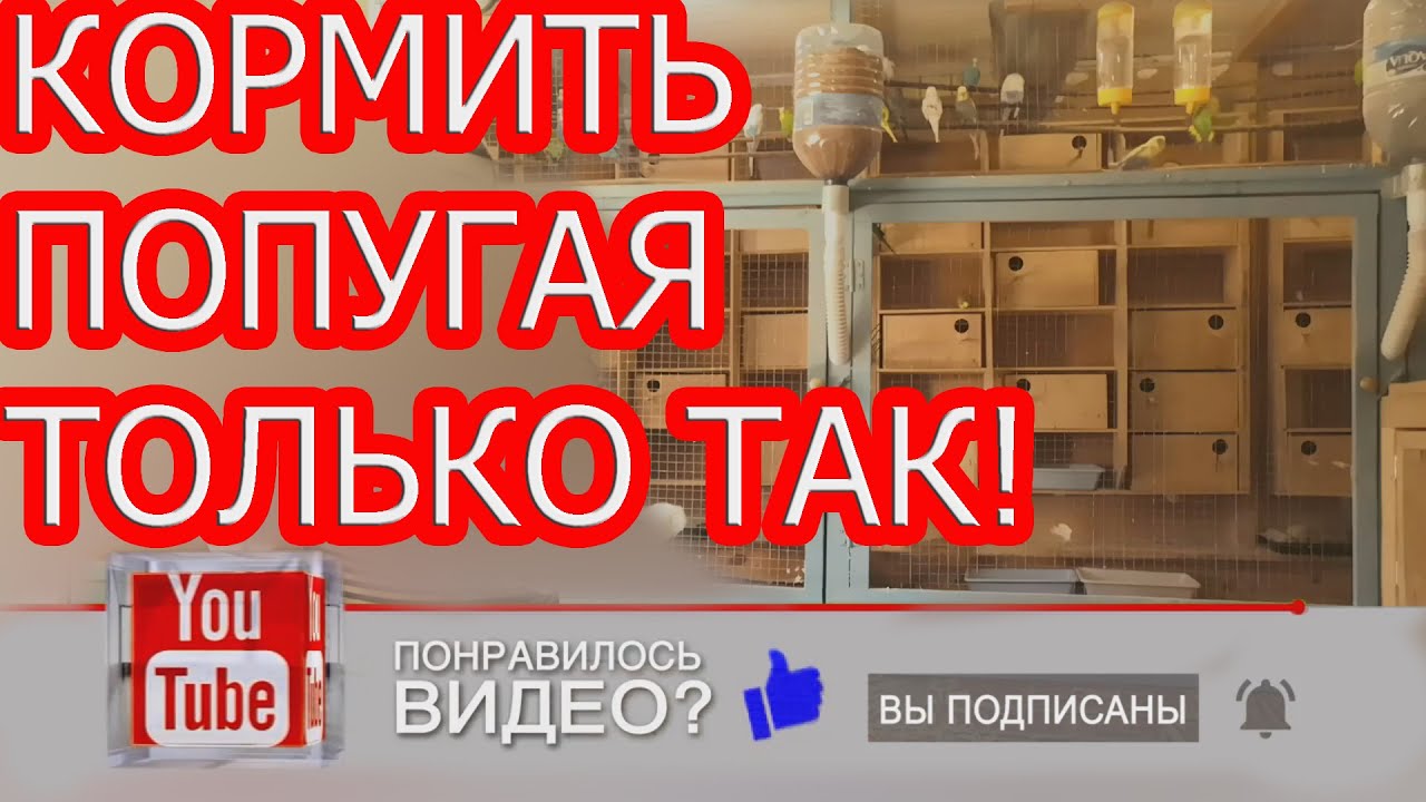 Разведение волнистых попугаев.Кормить только так!
