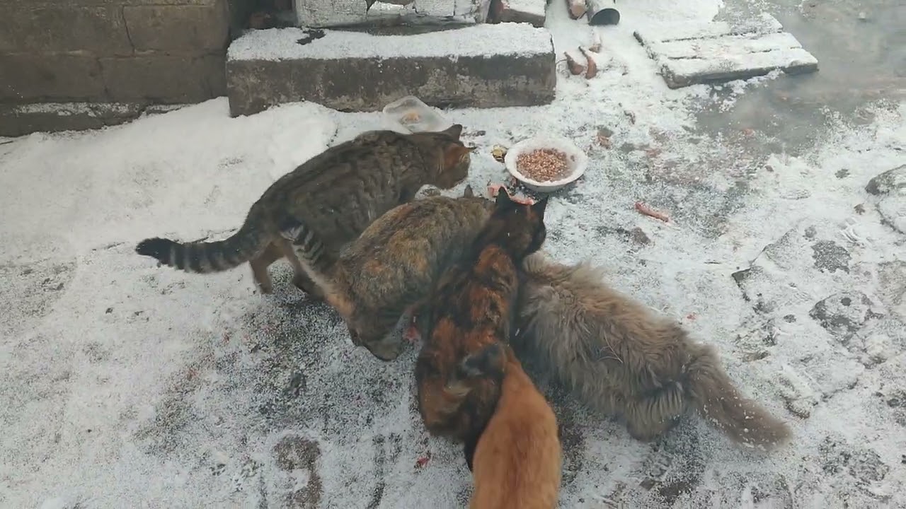Прифронтовий Город.Кормим котиков😺собачек🐕.Шо зробили свині 🐷🐽 ночью😧⁉️