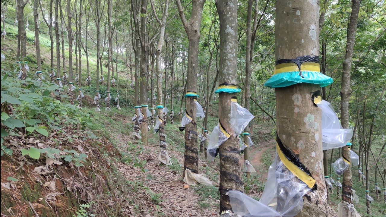 Rain guard ൽ പുതിയ ആശയങ്ങൾ