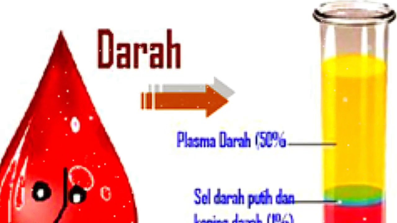 PLASMA DARAH