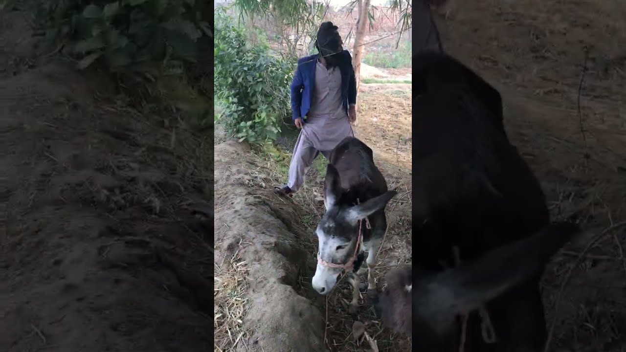 Oh no 😯🙄 man out of control on the dunky😀🤩#viral #trend #trending #nature 