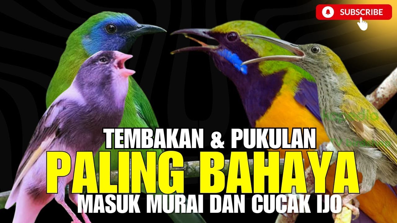 MASTERAN PALING DASYAT 2025!! TEMBAKAN KASARAN & JERITAN - JUARA KALAU MATERI INI MASUK KE MURAI