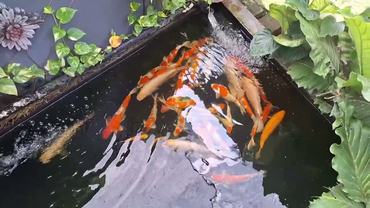 Review kolam koi minimalis setelah runing 1.5 tahun