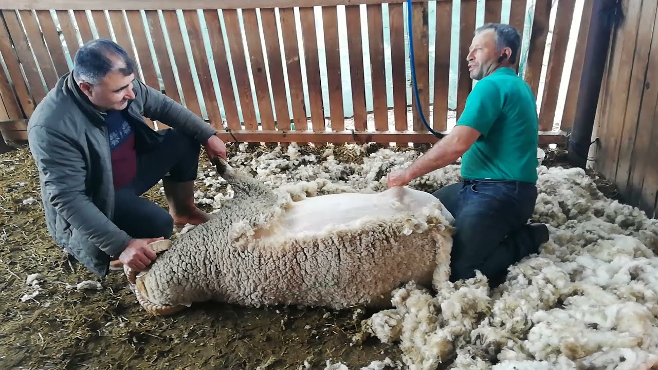 160 kiloluk koçun torununu zor anlar yaşattı