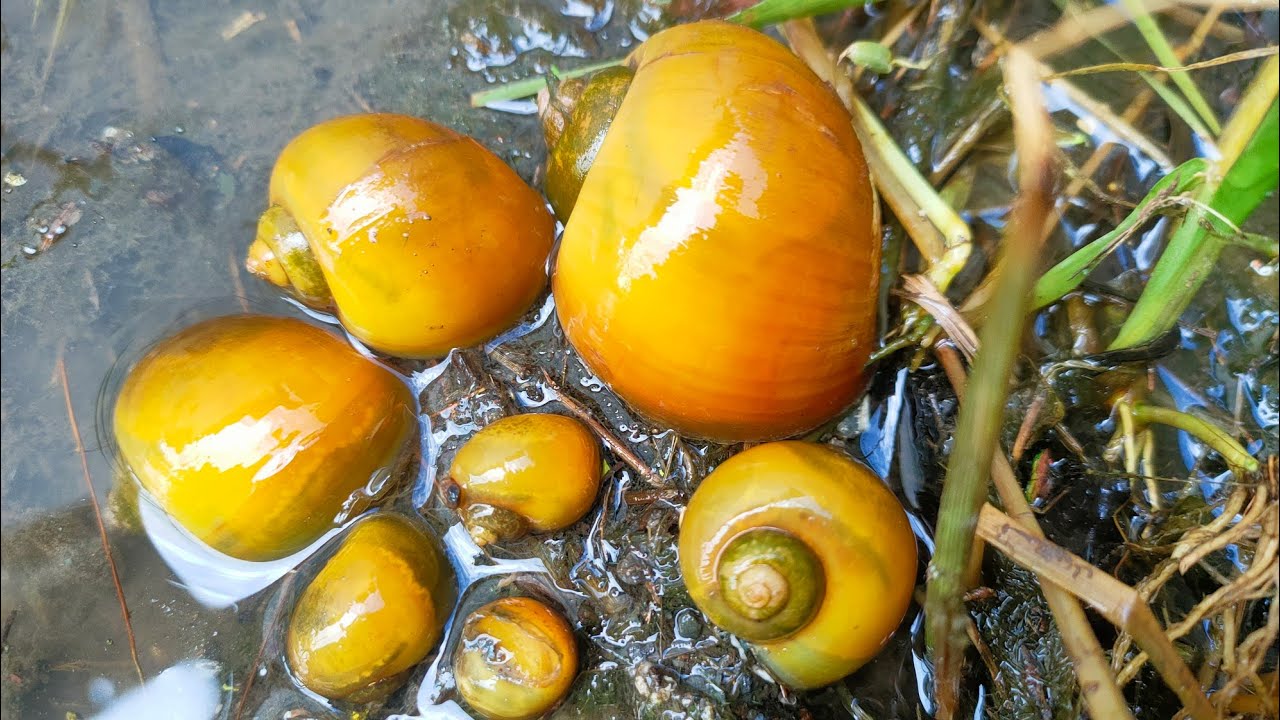Berburu KEONG SAWAH di Genangan Air Sekolah - Berburu Siput