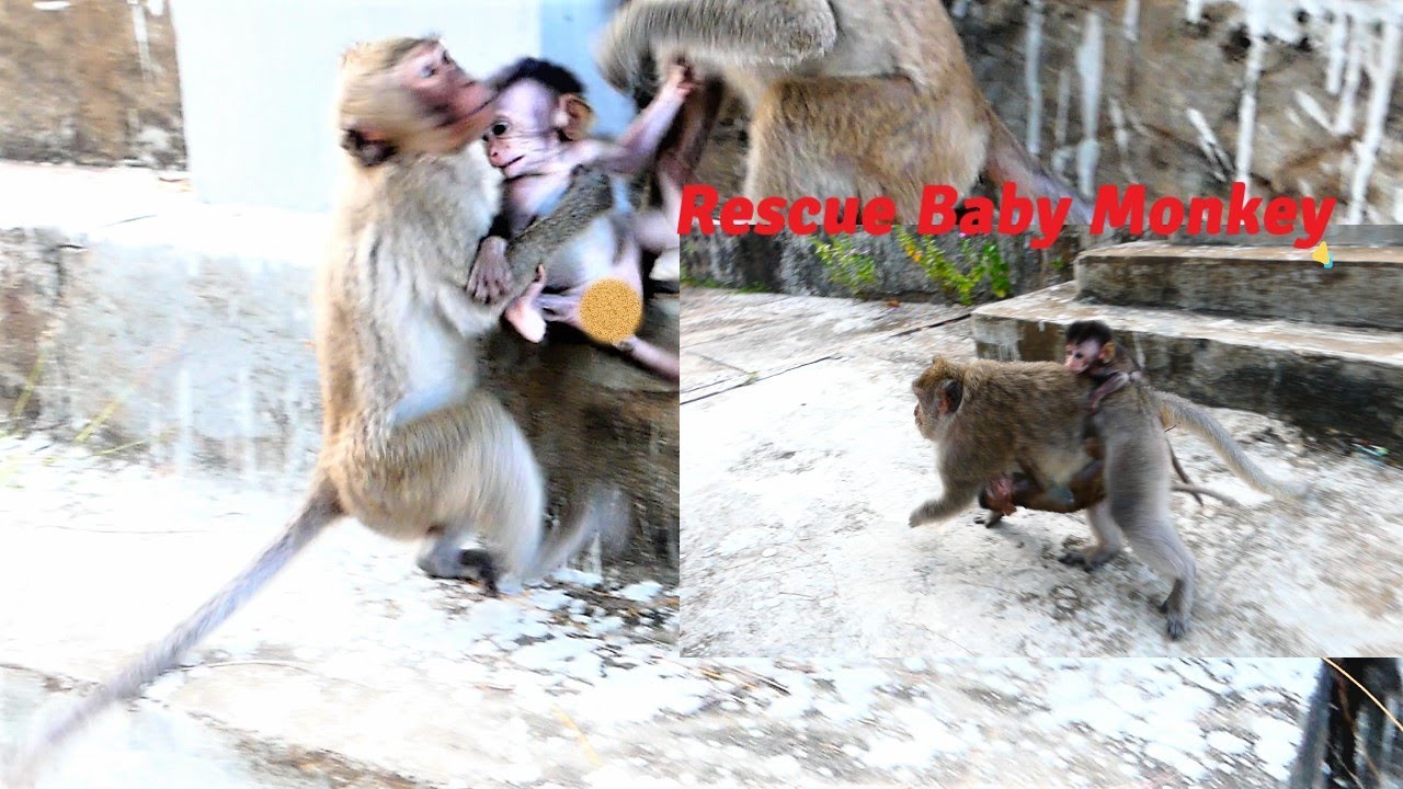 Wonderful Rescuing Baby who Lost Mother, Poor Mother Emila Help That Never Seen before