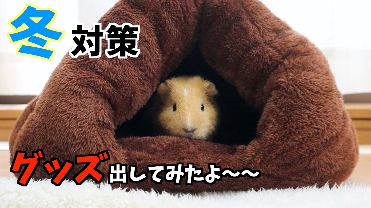 【モルモット】冬対策グッズ紹介