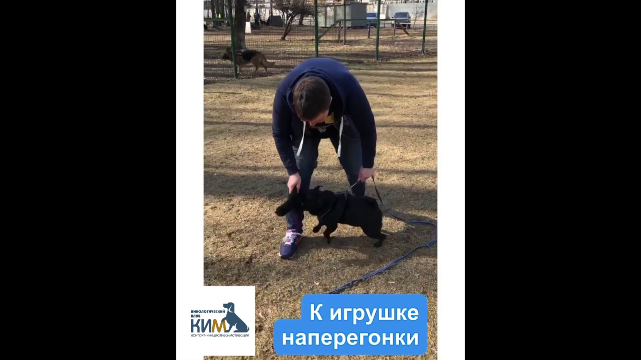 Развитие игровой мотивации у собаки