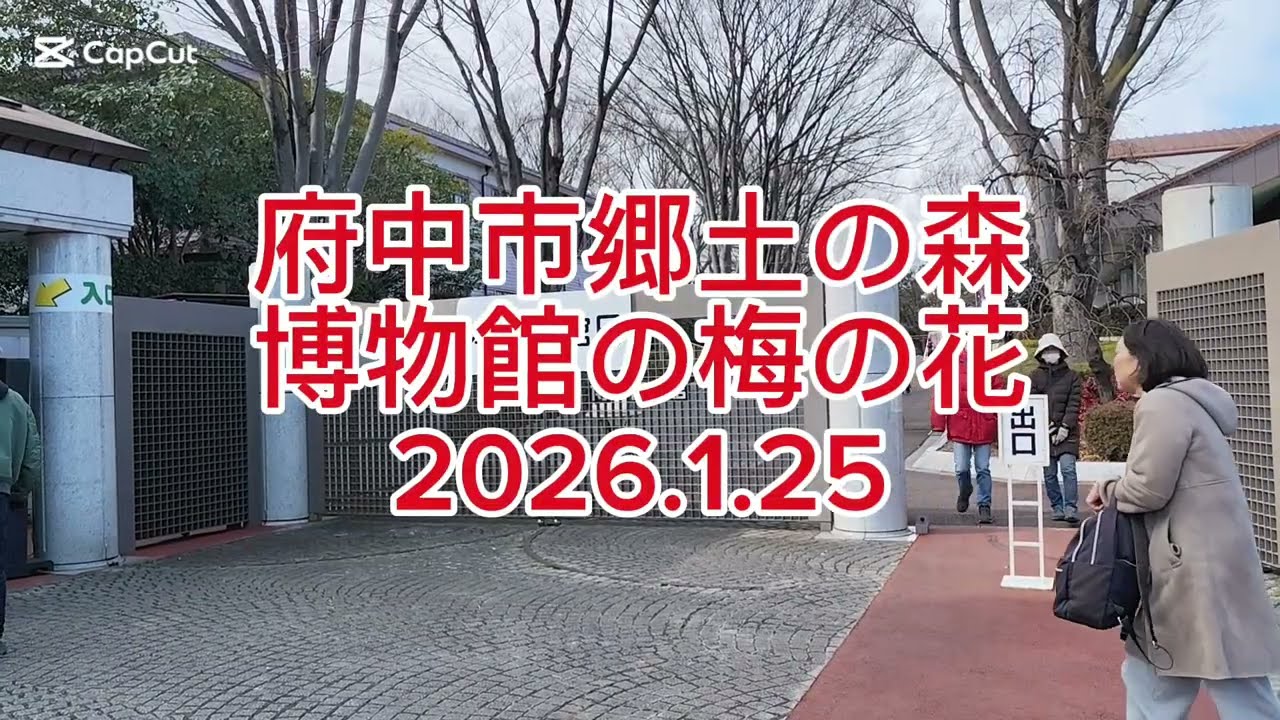 府中市郷土の森博物館の梅の花  2026.1.25