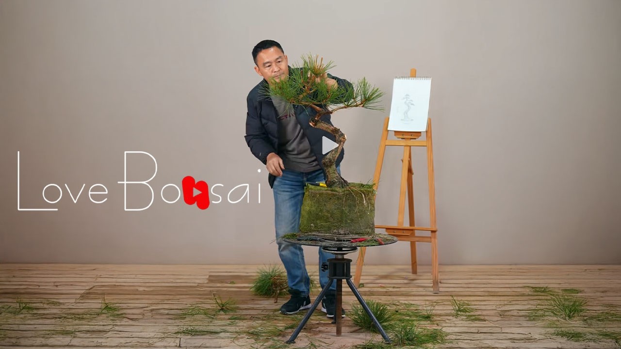 The challenge of styling 100 bonsai trees. #bonsai  #lovebonsai  #bonsaitree  #caycanh #plants