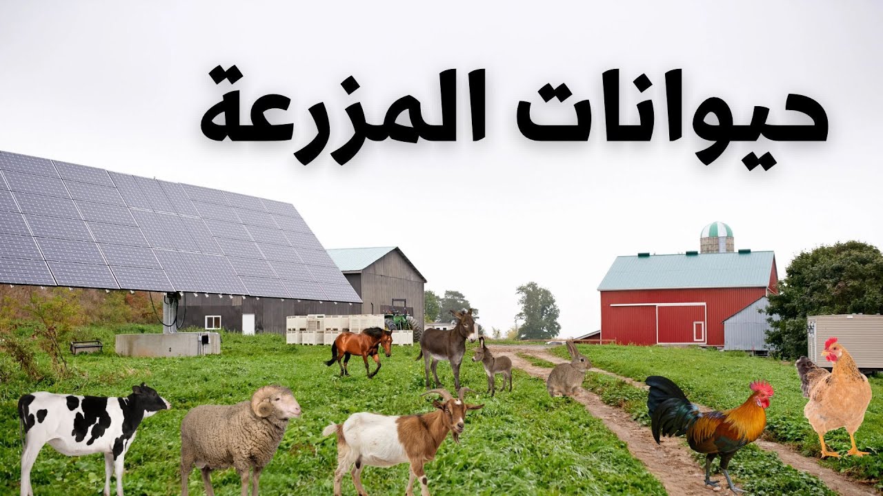 أسماء حيوانات المزرعة بالعربية للأطفال مع الأصوات Farm animal names in Arabic for kids with sounds