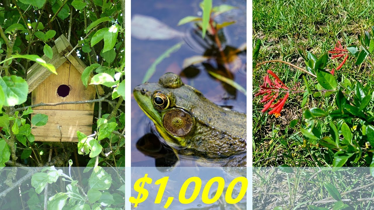 Wildlife Garden Challenge: One Year. Five Projects. Can I Do This?
