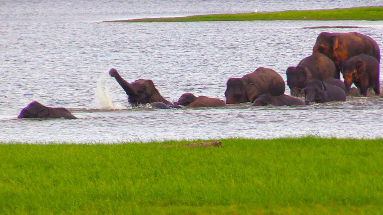 Elephants crossing the river in search of food 🐘❤️