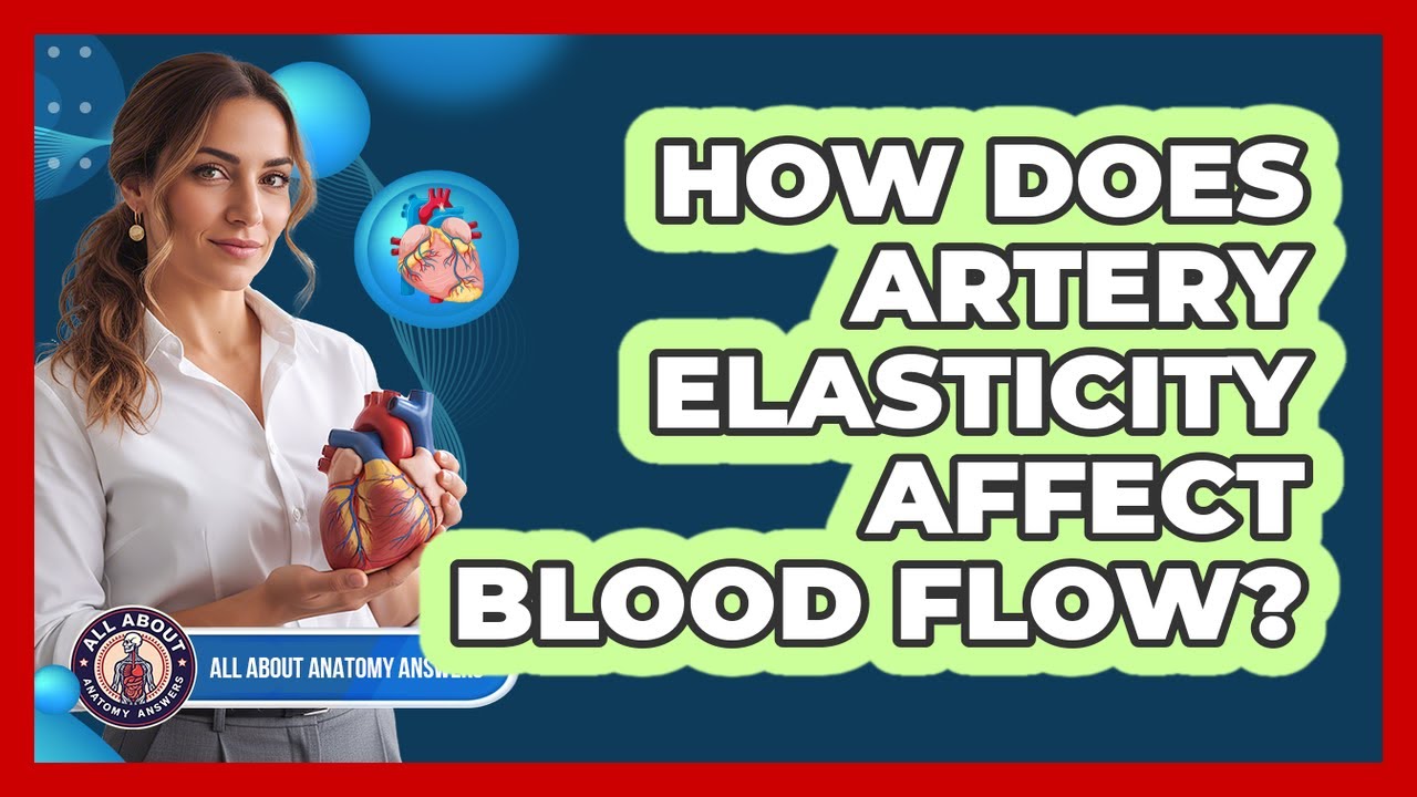 How Does Artery Elasticity Affect Blood Flow?